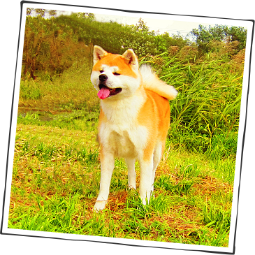 Download 秋田犬会館 Hokkaido Png Image With No Background Pngkey Com Download 秋田犬会館 Hokkaido Png Image With No Background Pngkey Com