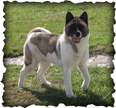 We Are Pleased To Introduce Our American Akita Rhea - Mackenzie River Husky (396x371), Png Download