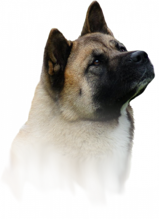 Akita Amerykańska / Hodowla Amartami Fci - Amartami Fci (508x700), Png Download