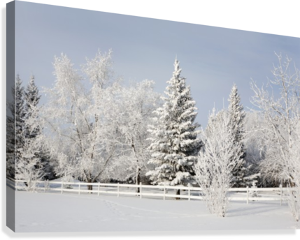 Trees Covered With Snow And Frost - Posterazzi Trees Covered With Snow And Frost Calgary (429x344), Png Download