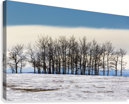 A Row Of Trees In A Snow Covered Field With A Bank - Calgary (429x344), Png Download