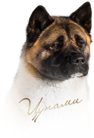 Tomo No Kimi Tsunami - Akita (302x443), Png Download