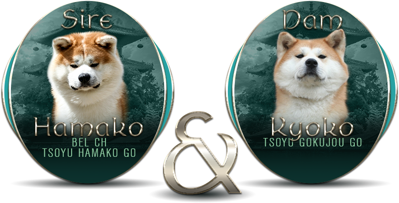 Seijitsu Japanese Akita Inu Litters - Dog (900x455), Png Download