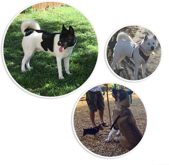 Blue Ridge Akitas - Blue Ridge Mountains (549x536), Png Download