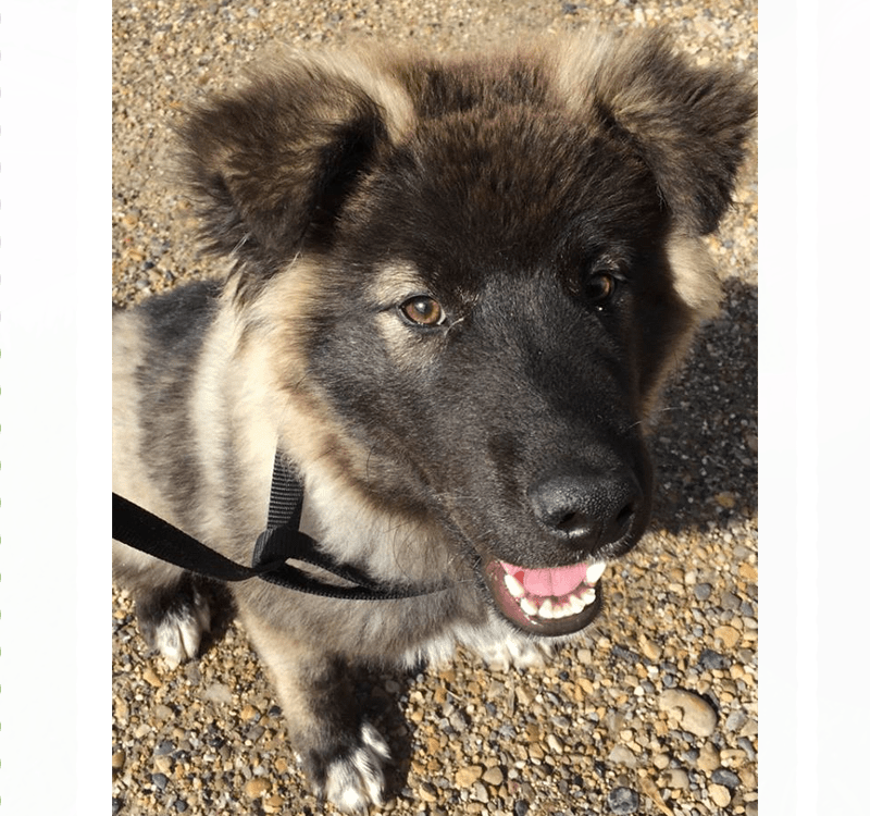 Meet Argo He Is A 4-5 Month Old Large Breed Puppy - Companion Dog (800x750), Png Download