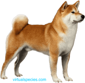 Akita On Virtualspecies - Shiba Inu Breed (400x345), Png Download