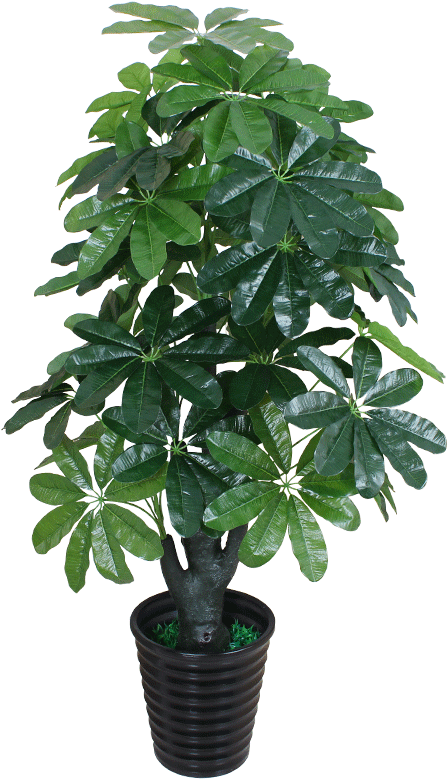 Cargo No - - Fcs012180 - Tree (800x800), Png Download