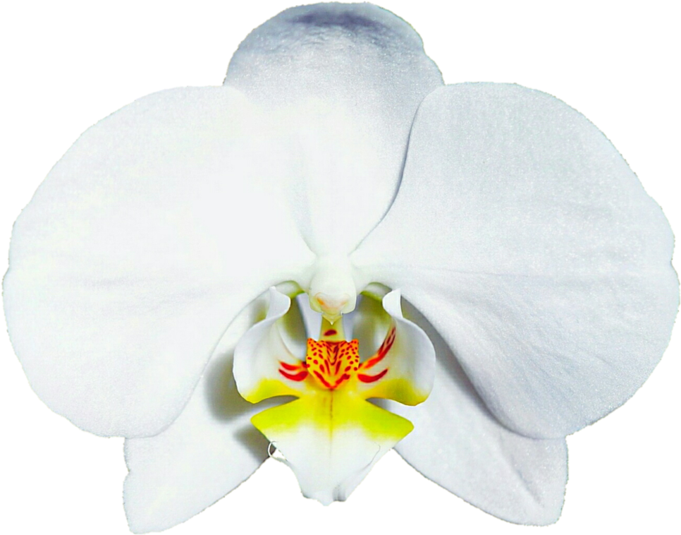 Orchids (999x799), Png Download