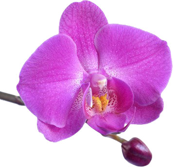 Traditional Thai Royal Massage - Turpial Venezolano El Turpial (356x344), Png Download