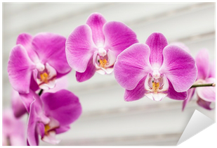 Стикери За Стена Орхидея (400x400), Png Download