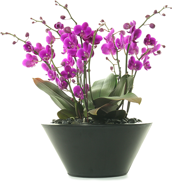 Send More Than Just Flowerssend Beverly Hills Orchids - Orchids (596x631), Png Download