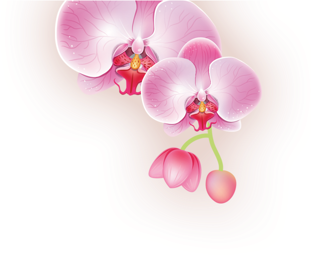 Wandsticker Wellness Spa, Orchideen Graz Design (827x643), Png Download