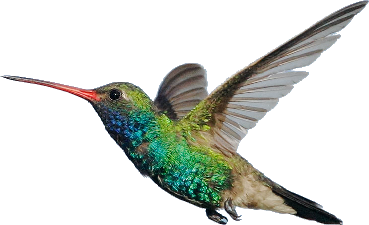 Scientific Classification And Surprising Facts - Colibri Real Png (920x560), Png Download