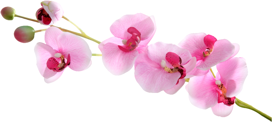Butterfly Orchid Floating Element - Orchids (1024x682), Png Download