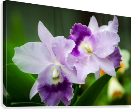 Purple Orchid Flower Canvas Print - Printing (429x361), Png Download