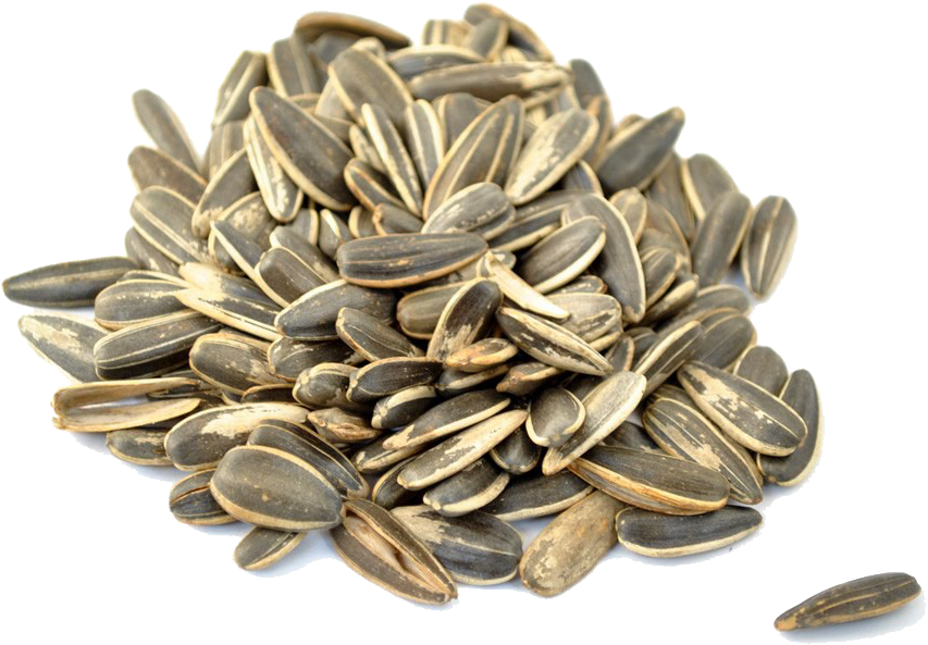 Sunflower Seeds Png Picture - Sunflower Seeds (1000x818), Png Download