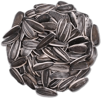 Food - Seeds - Sunflower Seed (350x350), Png Download