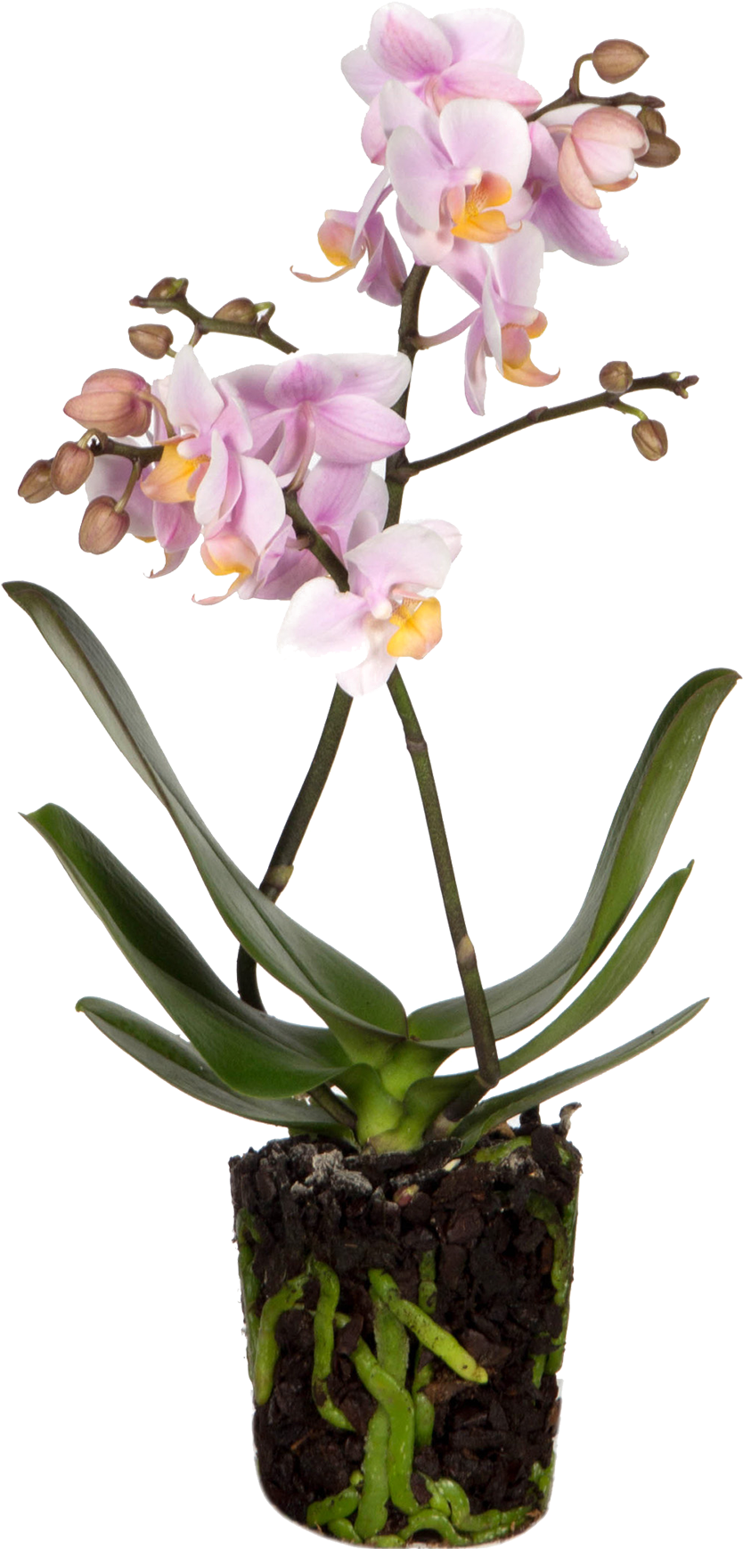 Orchid Andora - Andorra (2500x2500), Png Download