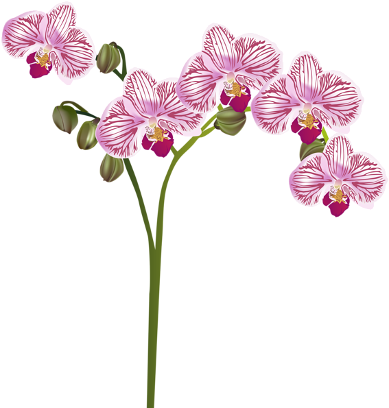 «orchids Png - Transparent Background Transparent Orchid (576x600), Png Download