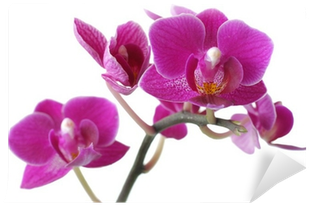- 871059 Metropolis Orchid Sancar Medium Gray/purple/teal (400x400), Png Download