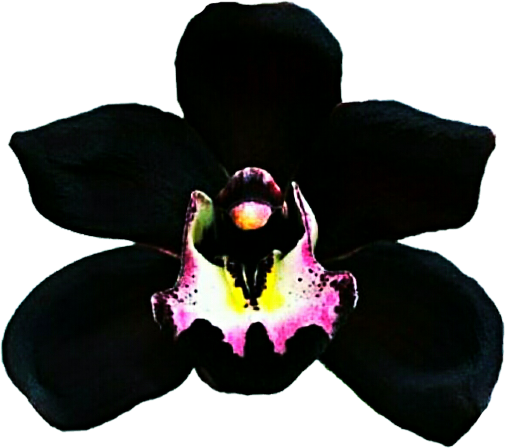 Clipart Resolution 1024*921 - Black Orchid Flower Png (1024x921), Png Download
