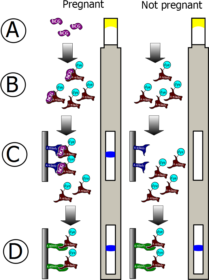 Pregnancy Testing Monoclonal Antibodies (750x1000), Png Download