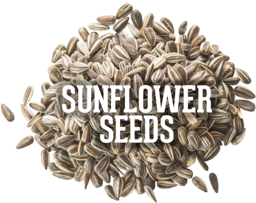 1197979373 - Sunflower Seed (500x417), Png Download