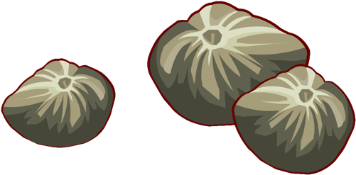 Wild Sunflower Seed - Sunflower Seed (500x500), Png Download