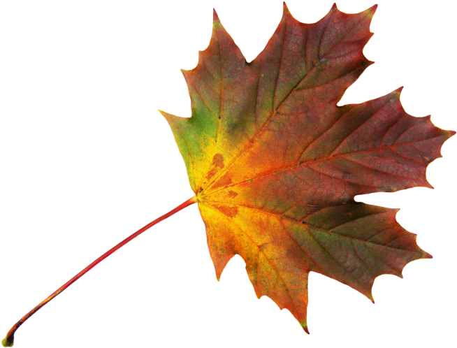 Dry Leaf - Leaf (866x650), Png Download