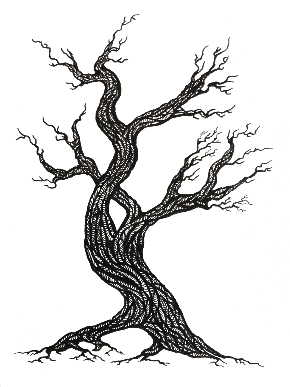 Tree - Phyllomedusa Bicolor (1000x1333), Png Download