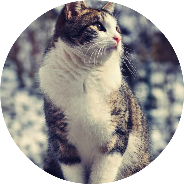 Ranking 2 - Wallpaper (768x768), Png Download