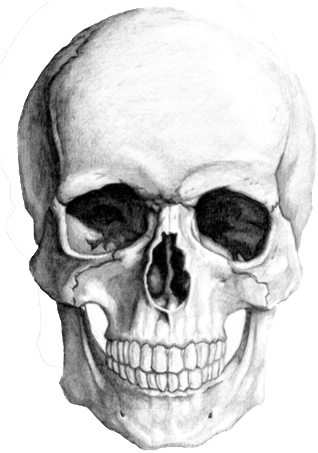 Skull Sketch (327x456), Png Download