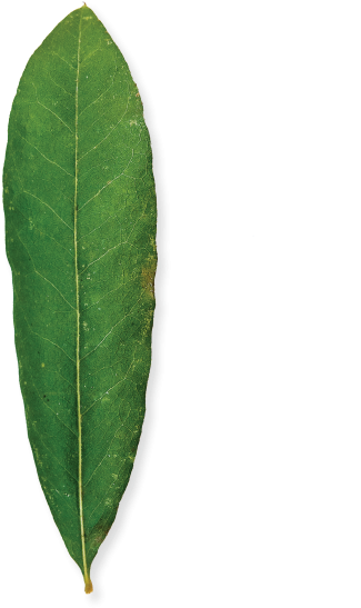 Willow Oak - Bay Laurel (600x600), Png Download