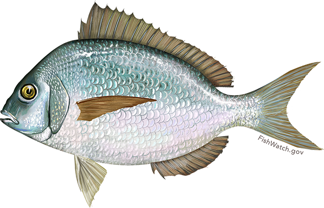 Scup - Scup Fish (640x411), Png Download