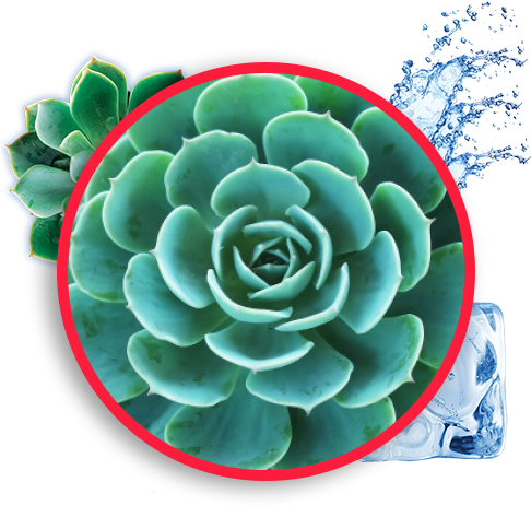 Framed Canvas Art - Black & White Succulent Iv (490x490), Png Download