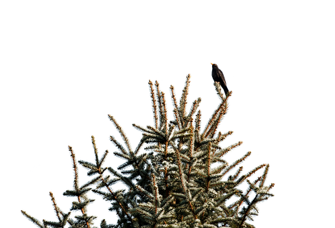 Blackbird (511x340), Png Download