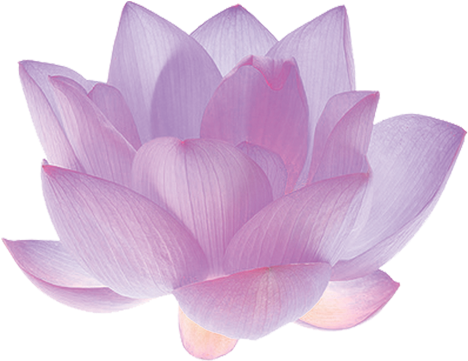 Fir Branch Png - Pink Lotus Flower White Background (470x470), Png Download