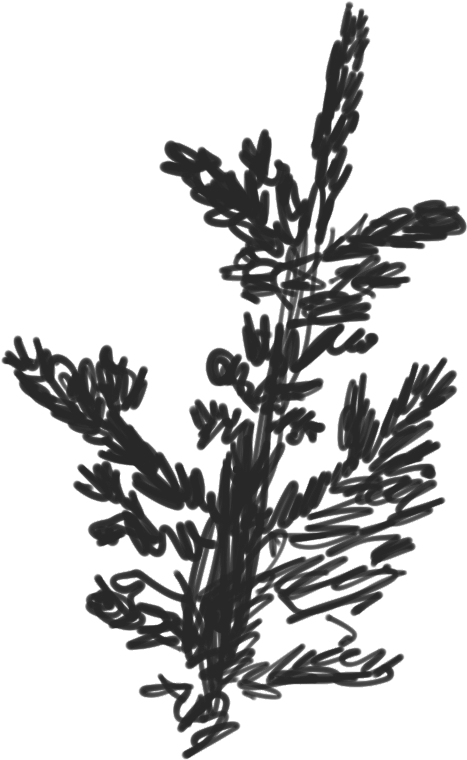 Scketch Of A Fraser Fir Branch - Fraser Fir (737x964), Png Download