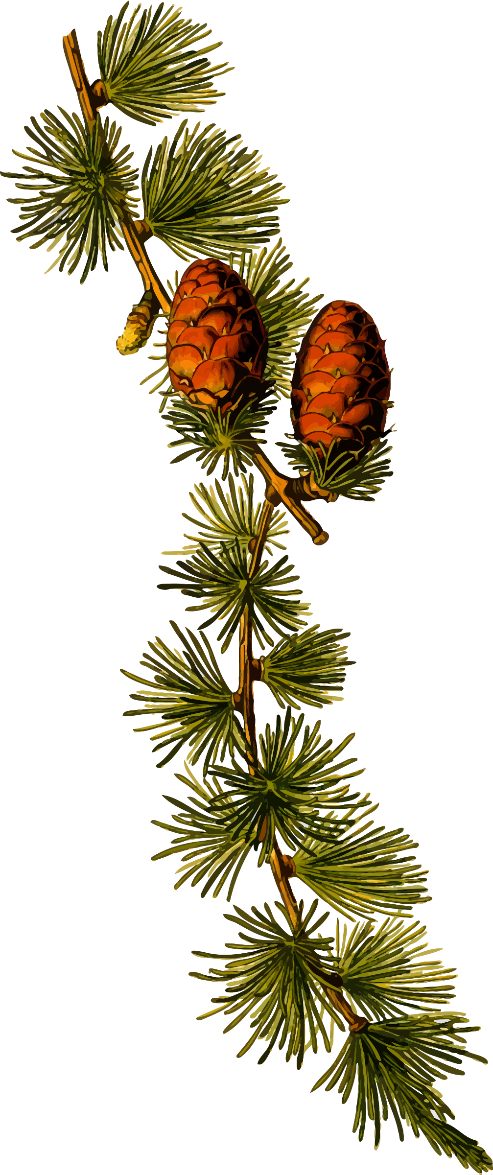 Big Image - Larix Decidua (1007x2400), Png Download