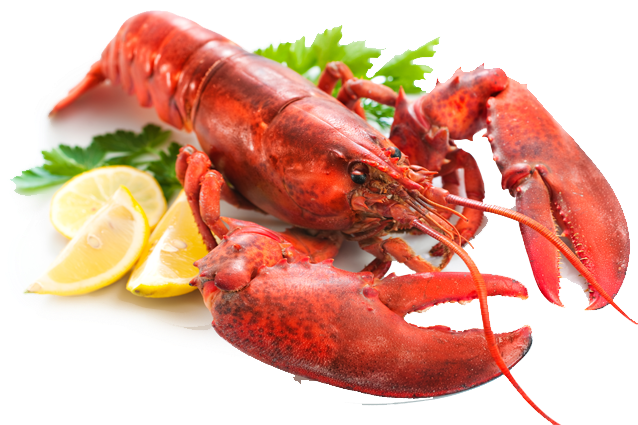 Lobster Png (687x463), Png Download