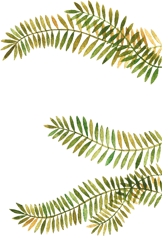 Fir Branch Png (559x800), Png Download