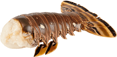 Rock Lobster Tail, 9oz - Millipedes (390x390), Png Download