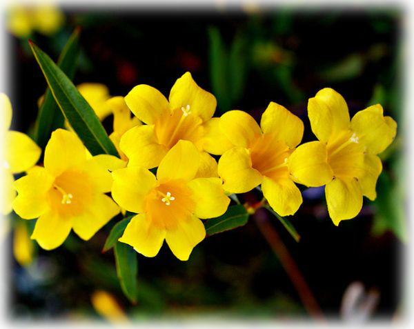 Yellow Jessamine Gelsemium Sempervirens - Herbs And Influenza: How Herbs Used (600x477), Png Download