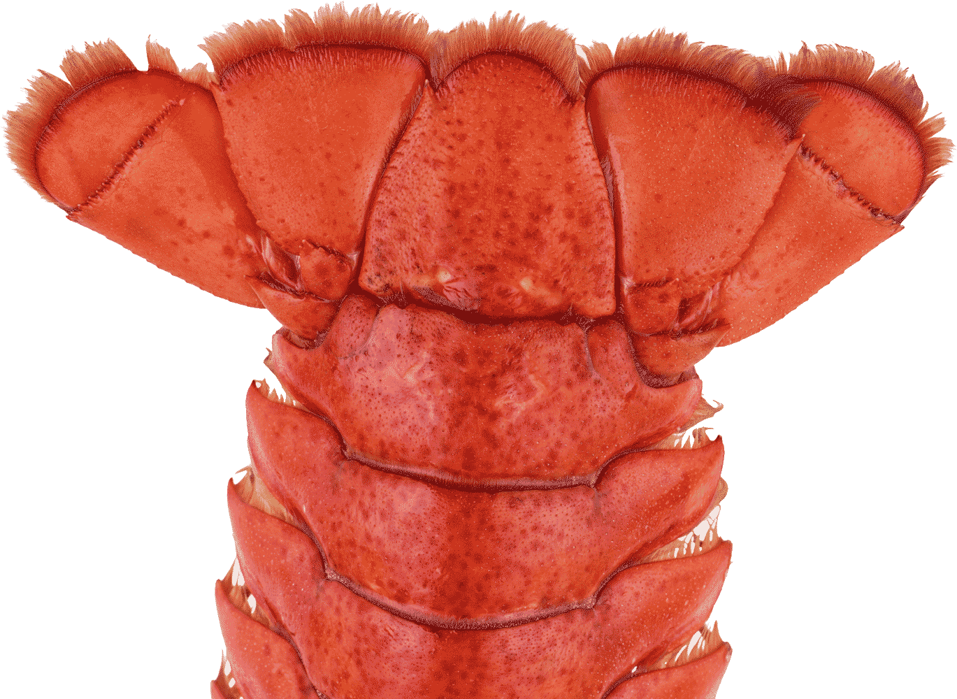 Lobstertail - Seafood Boil (1800x1008), Png Download