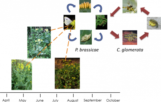 Comparing Insect Communities On Native Dutch Wild Mustard - Grass (520x330), Png Download