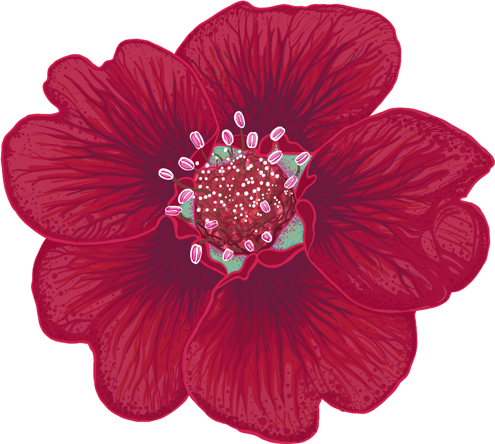 Potentilla Thurberi Illustration By Chloe Mydlowski - Potentilla Thurberi (1000x899), Png Download