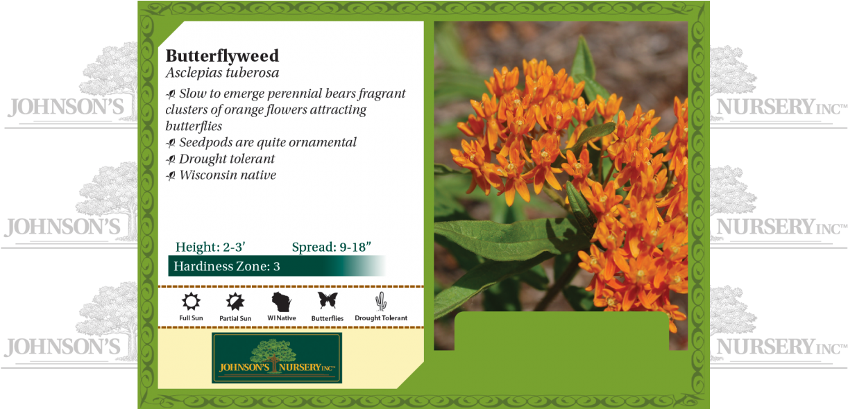 Asclepias Tuberosa Butterflyweed Pop - Strutters Ball Daylily (1240x589), Png Download