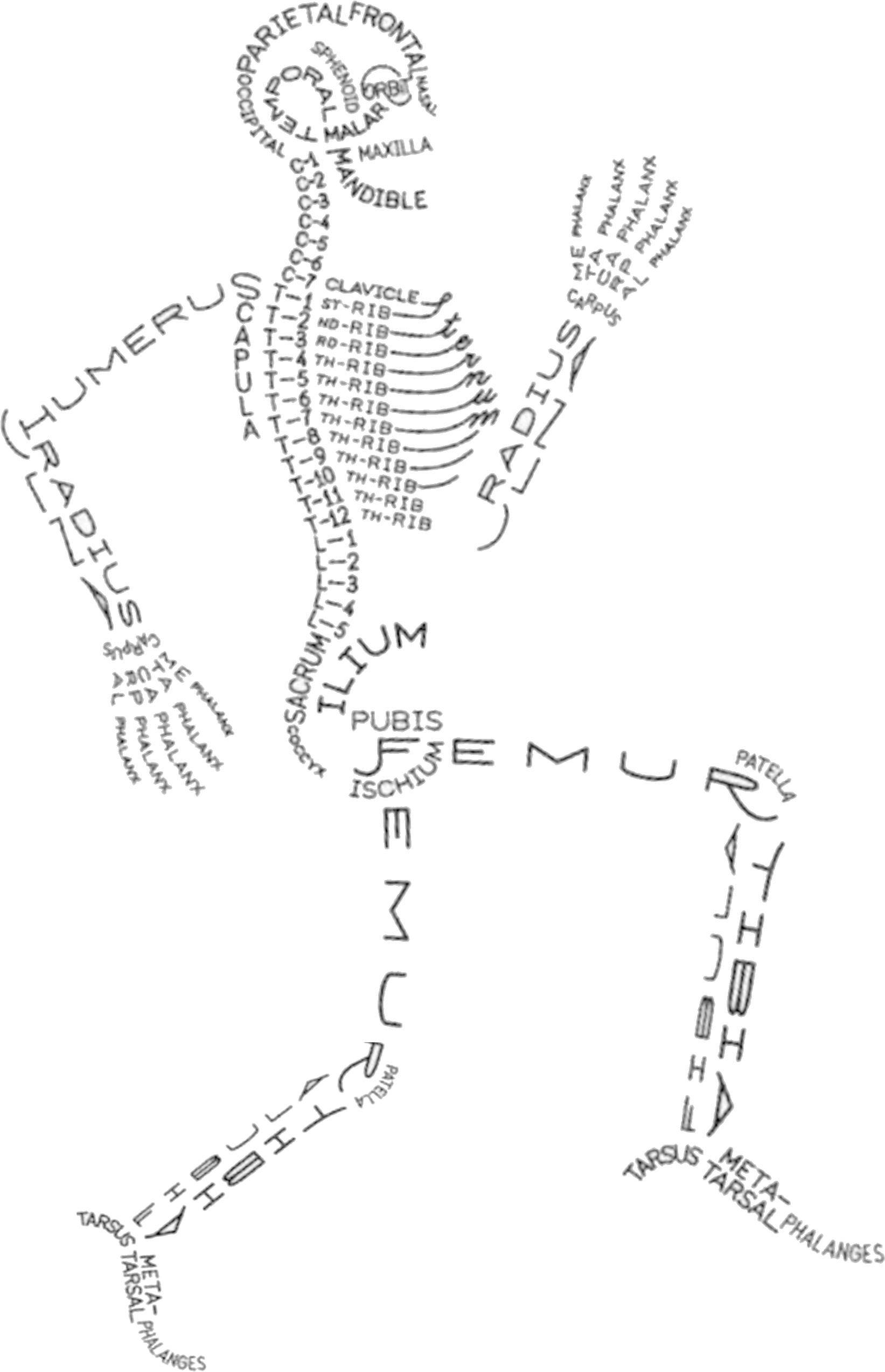 Esqueleto - Skeleton Aaron Kuehn (1700x2600), Png Download