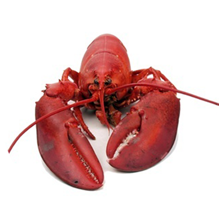 Welcome To Fresh Catch (427x427), Png Download