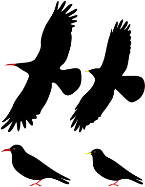 Natural Threats - Red Billed Chough Ppt (340x408), Png Download